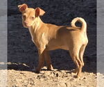 Small #3 Miniature Pinscher
