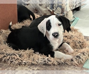 Medium Great Dane-Sheepadoodle Mix