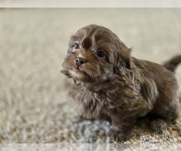 Medium Photo #7 ShihPoo Puppy For Sale in CARLYLE, IL, USA