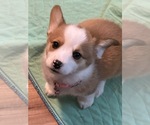 Small Photo #8 Pembroke Welsh Corgi Puppy For Sale in ATHENS, TX, USA