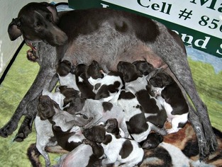 Mother of the German Shorthaired Pointer puppies born on 03/05/2018