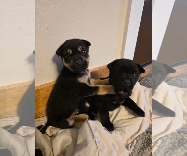 Medium Photo #4 Mutt Puppy For Sale in New London, WI, USA