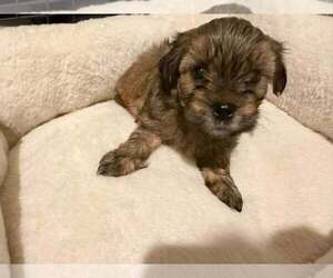 Morkie Puppy for sale in THE COLONY, TX, USA