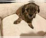 Small Morkie