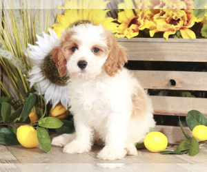 Medium Cavapoo