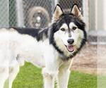 Small #1 Alaskan Malamute