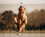 Small #12 Golden Retriever