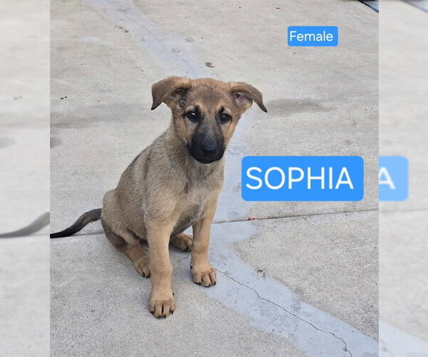 Medium Photo #1 German Shepherd Dog Puppy For Sale in Stockton, CA, USA