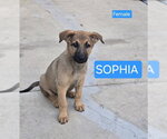 SOPHIA - Female German Shepherd Dog Dog for Adoption - Small photo