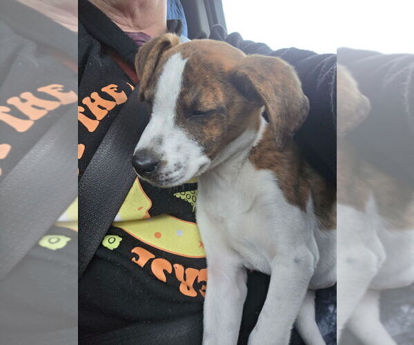 Medium Photo #3 Labrador Retriever-Unknown Mix Puppy For Sale in Brewster, NY, USA