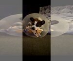 Small #11 Boston Terrier-Pembroke Welsh Corgi Mix