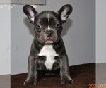 Small Photo #2 French Bulldog Puppy For Sale in Soltvadkert, Bacs-Kiskun, Hungary
