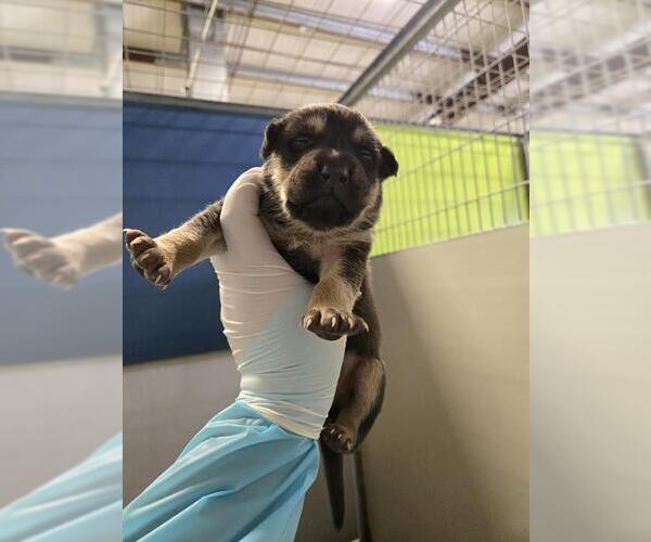 Medium Photo #1 German Shepherd Dog Puppy For Sale in Bakersfield, CA, USA