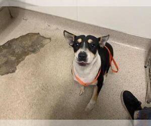 Mutt Dogs for adoption in Bakersfield, CA, USA