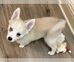 Small Photo #86 Pomsky Puppy For Sale in LOVELAND, CO, USA