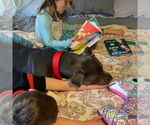Small #22 American Pit Bull Terrier Mix