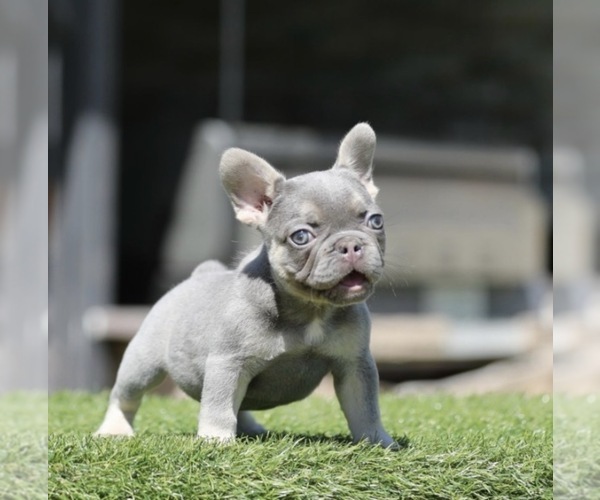 Medium Photo #2 French Bulldog Puppy For Sale in WEST HOLLYWOOD, CA, USA