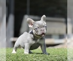 Small #1 French Bulldog