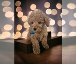 Small #1 Poodle (Toy)