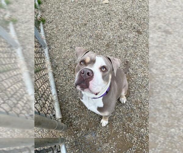 Medium Photo #1 American Pit Bull Terrier Puppy For Sale in Center Township, PA, USA