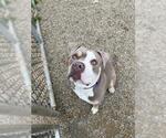 Small American Pit Bull Terrier