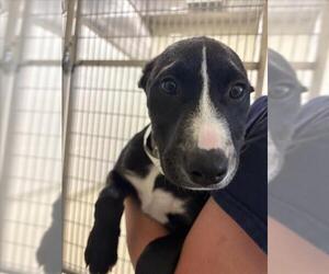 Huskies -Unknown Mix Dogs for adoption in Fremont, CA, USA