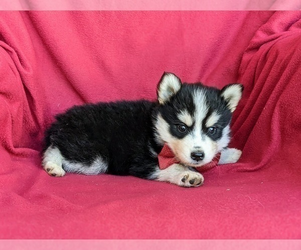 Medium Photo #3 Pomsky Puppy For Sale in EPHRATA, PA, USA