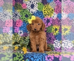 Goldendoodle (Miniature) Puppy for sale in CHRISTIANA, PA, USA