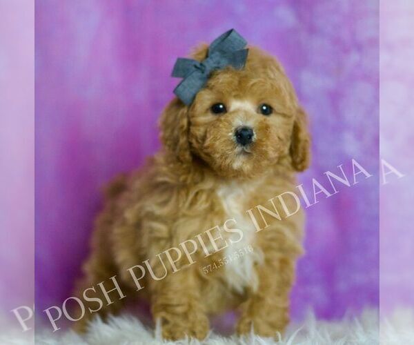Medium Photo #33 Poodle (Miniature) Puppy For Sale in WARSAW, IN, USA