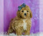 Small Photo #33 Poodle (Miniature) Puppy For Sale in WARSAW, IN, USA