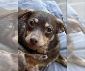 Chihuahua Dogs for adoption in Santa Maria, CA, USA