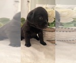 Small Photo #1 Labrador Retriever Puppy For Sale in BRYANTOWN, MD, USA