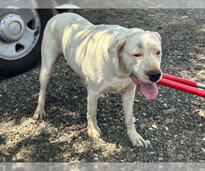 Dogo Argentino Dogs for adoption in Rancho Cucamonga, CA, USA