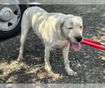 Small Dogo Argentino