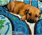 Small #1 Black Mouth Cur Mix