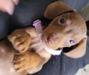Dachshund Puppy for sale in HENDERSON, NV, USA