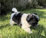 Small #3 Havanese