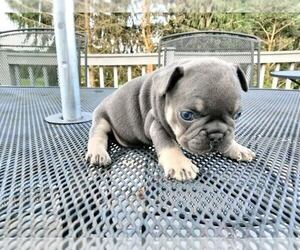 French Bulldog Puppy for sale in FREDERICKTOWN, OH, USA