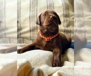 Labrador Retriever Puppy for sale in CLAYTON, DE, USA