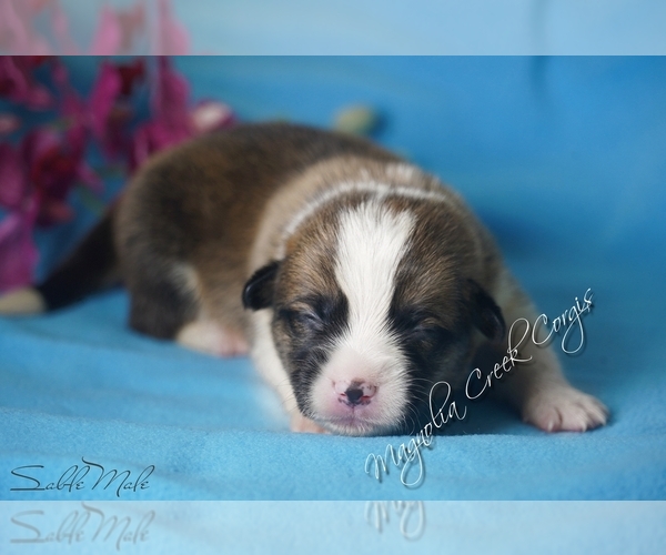 Medium Photo #5 Pembroke Welsh Corgi Puppy For Sale in CRESTVIEW, FL, USA