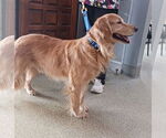 Small #1 Golden Retriever