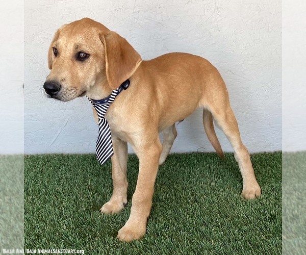 Medium Photo #2 Labbe Puppy For Sale in San Diego, CA, USA