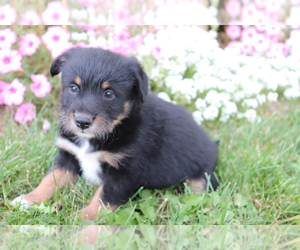 Medium Photo #3 Poo-Shi Puppy For Sale in SHILOH, OH, USA
