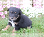 Small Photo #3 Poo-Shi Puppy For Sale in SHILOH, OH, USA