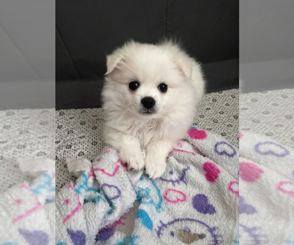 Medium Photo #2 American Eskimo Dog (Toy) Puppy For Sale in SARATOGA, CA, USA