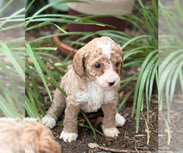Medium Photo #4 Goldendoodle (Miniature) Puppy For Sale in SAINT MARYS, KS, USA