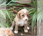 Small Photo #4 Goldendoodle (Miniature) Puppy For Sale in SAINT MARYS, KS, USA