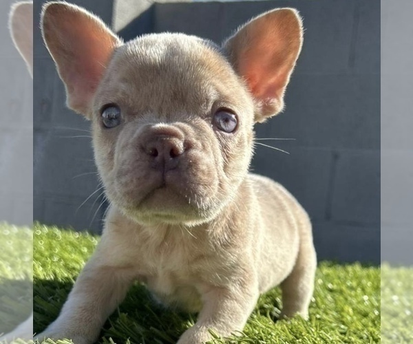 Medium Photo #2 French Bulldog Puppy For Sale in ATHERTON, CA, USA