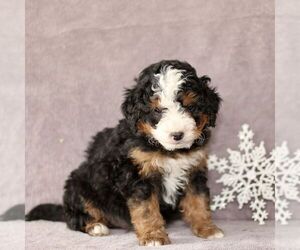 Bernedoodle (Miniature) Puppy for sale in GORDONVILLE, PA, USA