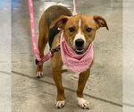 Small #4 Beagle Mix